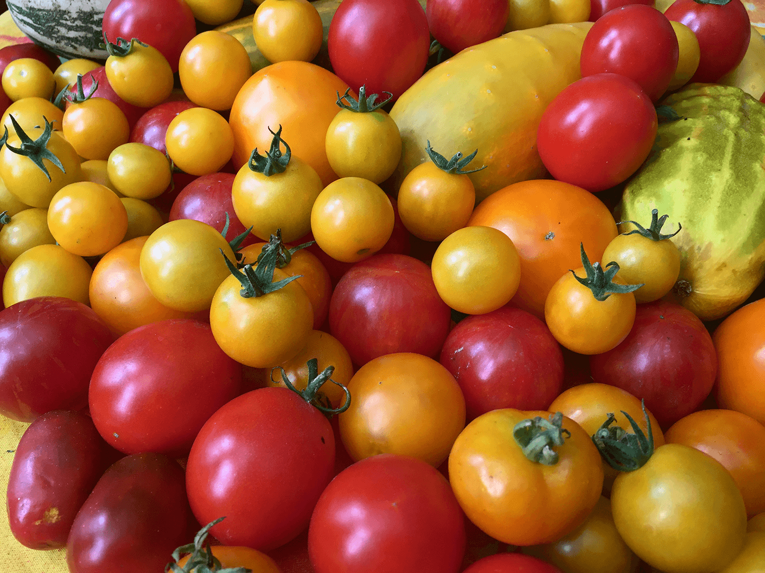 Tomates